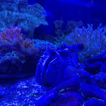 C-Macs Aquarium - Coral - Local Fish Stores Near Me - Charlotte, North Carolina