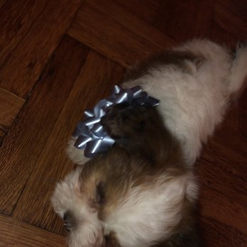 Gabby Pets - Pet Stores Near Me - Bronx, New York