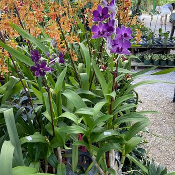 Sunset Nursery - Orchids - Nurseries & Gardening Near Me - Miami, Florida