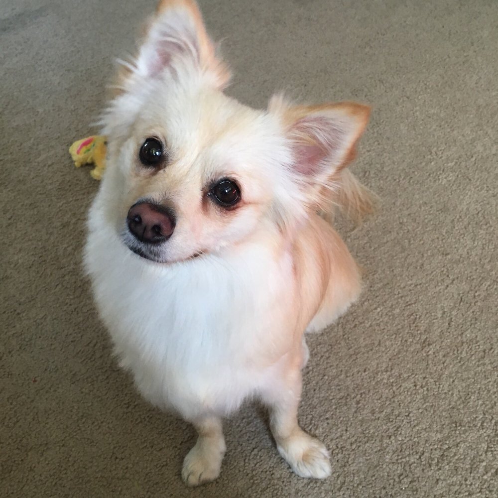 Fur Mama - Pet Groomers Near Me - Van Nuys, California