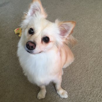 Fur Mama - Pet Groomers Near Me - Van Nuys, California