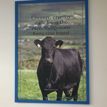 Murphy's - local milk! - Ice Cream & Frozen Yogurt Near Me - Galway, G Murphy's - local milk! - Ice Cream & Frozen Yogurt Near Me - Galway, G