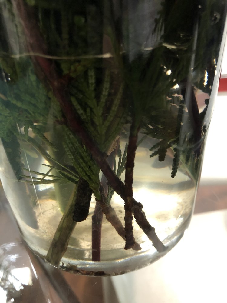 TIM’S FLORIST & GARDEN Updated April 2024 8451 No. 5 Road, Richmond