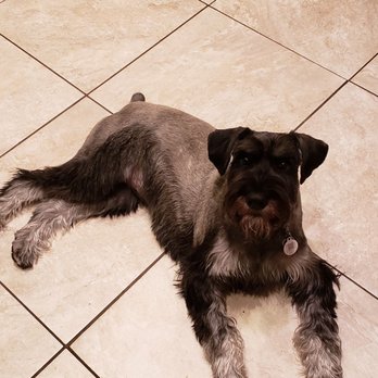 Meadows Pet Care - Pet Groomers Near Me - San Marcos, California Meadows Pet Care - Pet Groomers Near Me - San Marcos, California