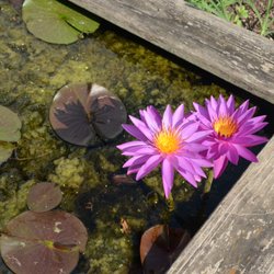 Berl Williams Landscaping & Nursery