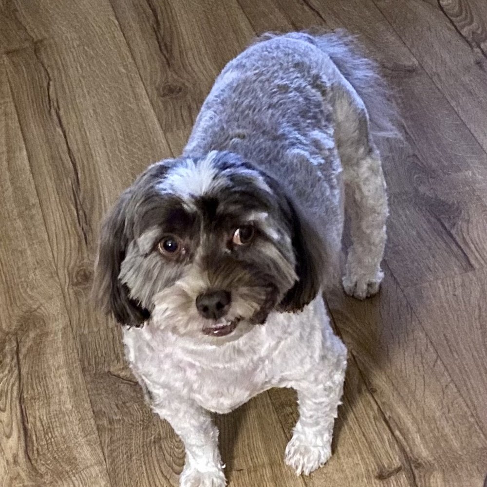 The Grateful Dog Grooming - Our Dog Colin! - Pet Groomers Near Me