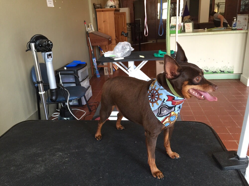 THE PRETTY POOCH Updated September 2024 19 Photos 205 Perkins St