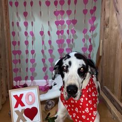Sandy Paws Luxury Spa & Boarding Facility