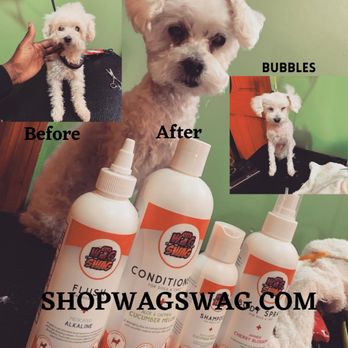 Wagswag Grooming - Before and After pics. 7 year old blind Maltese. - Pet Groomers Near Me - Newark, New York Wagswag Grooming - Before and After pics. 7 year old blind Maltese. - Pet Groomers Near Me - Newark, New York