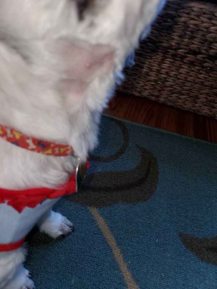 Barones Pet Supply Image
