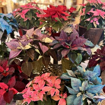 Mazzocca's Greenhouse - Poinsettias - Nurseries & Gardening Near Me - Massillon, Ohio