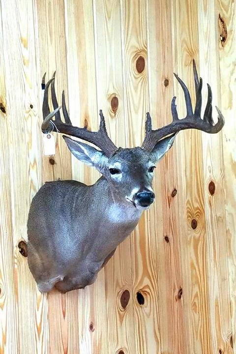 Chandler Taxidermy - taxidermy in Centerville, TN