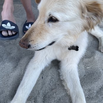 Sports Page - Dog friendly! - Sports Bars Near Me - Mountain View, California Sports Page - Dog friendly! - Sports Bars Near Me - Mountain View, California