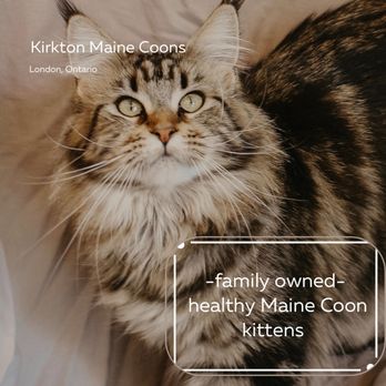 Kirkton Maine Coons Cattery - Pet Breeders Near Me Kirkton Maine Coons Cattery - Pet Breeders Near Me