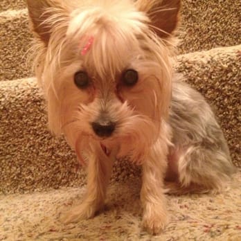 petco mcknight road grooming