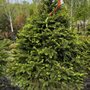 Rolling Hills Nursery