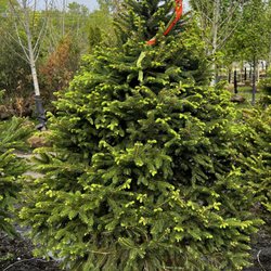Norway spruce
