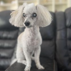 Lakeside Pet Hospital
