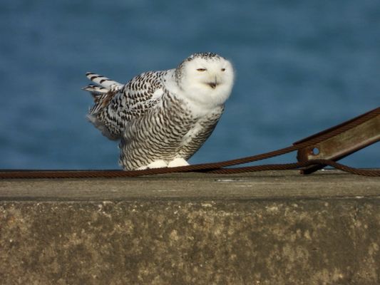 Montrose Point Bird Sanctuary by null