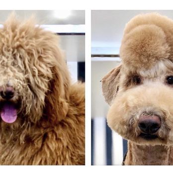 Dogue Spa - New year - who's this? - Pet Groomers Near Me - West Hollywood, California Dogue Spa - New year - who's this? - Pet Groomers Near Me - West Hollywood, California