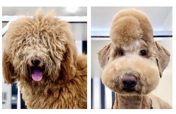 Dogue Spa - The Coolest Dog Grooming Salon by null