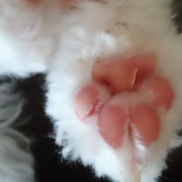Wounds on all paws after groom!!!