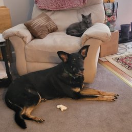 This is my goodest girl when she was feeling better. This is my goodest girl when she was feeling better.