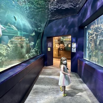 Acuario Michin - Aquariums Near Me - Guadalajara, JAL Acuario Michin - Aquariums Near Me - Guadalajara, JAL