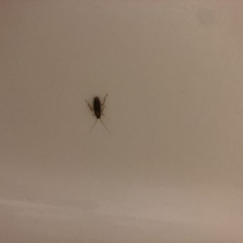 Cockroach in the shower.