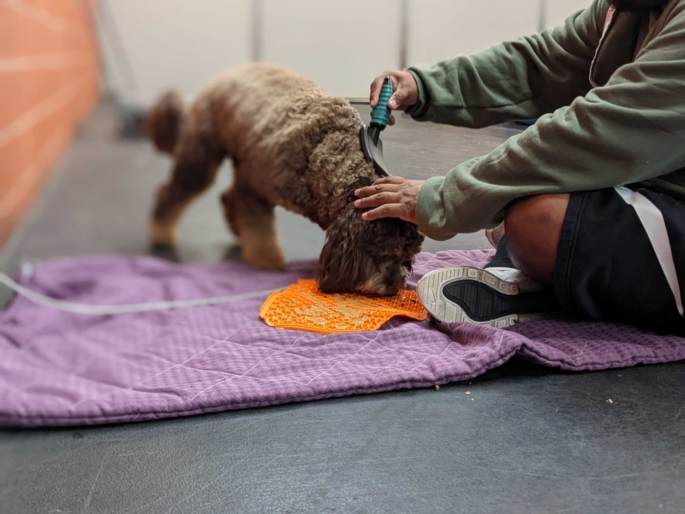 “I SAID SIT!” SCHOOL FOR DOGS Updated September 2024 189 Photos
