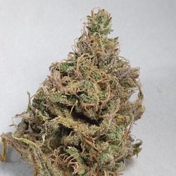 Virginia Cultivars - Cannabis