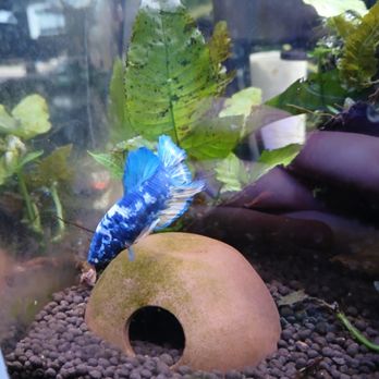 Exotic Pets - Reptile Shops Near Me - Oklahoma City, Oklahoma