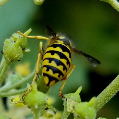 THRASHER TERMITE & PEST CONTROL - Updated January 2025 - 27 Photos