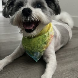 Happy doggo! Happy doggo!