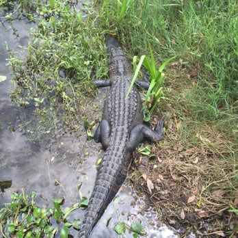 Brazos Bend State Park - Parks Near Me - Needville, Texas Brazos Bend State Park - Parks Near Me - Needville, Texas