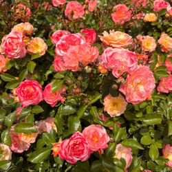Giardino delle Rose