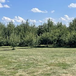 Liberty Apple Orchard - Orchard view