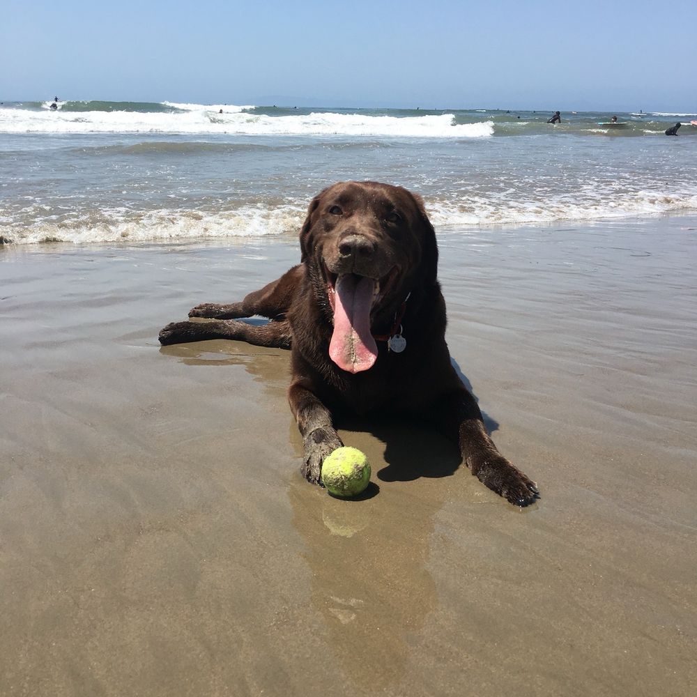 Small Paws Cremations - Pet Cremation Services Near Me - Los Angeles, California Small Paws Cremations - Pet Cremation Services Near Me - Los Angeles, California