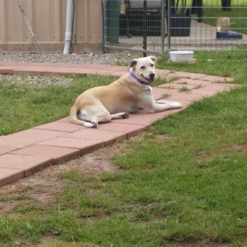 Pampered Paws Dog Hotel - Happy is happy - Pet Training Near Me - Dodd City, Texas