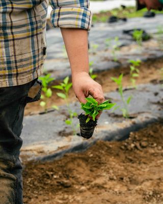 Forts Ferry Farm by null