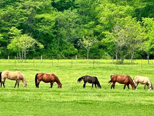 Rusty Spur Ranch - equestrian in Roachdale, IN