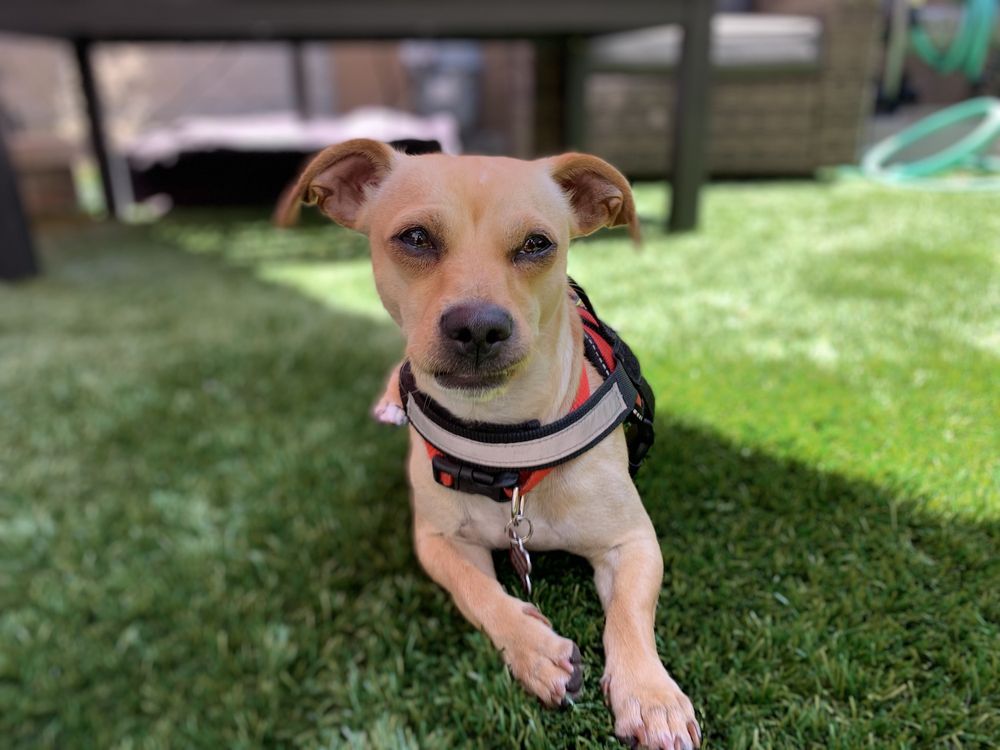 SPARKY AND THE GANG 32 Photos & 61 Reviews Animal Shelters Los