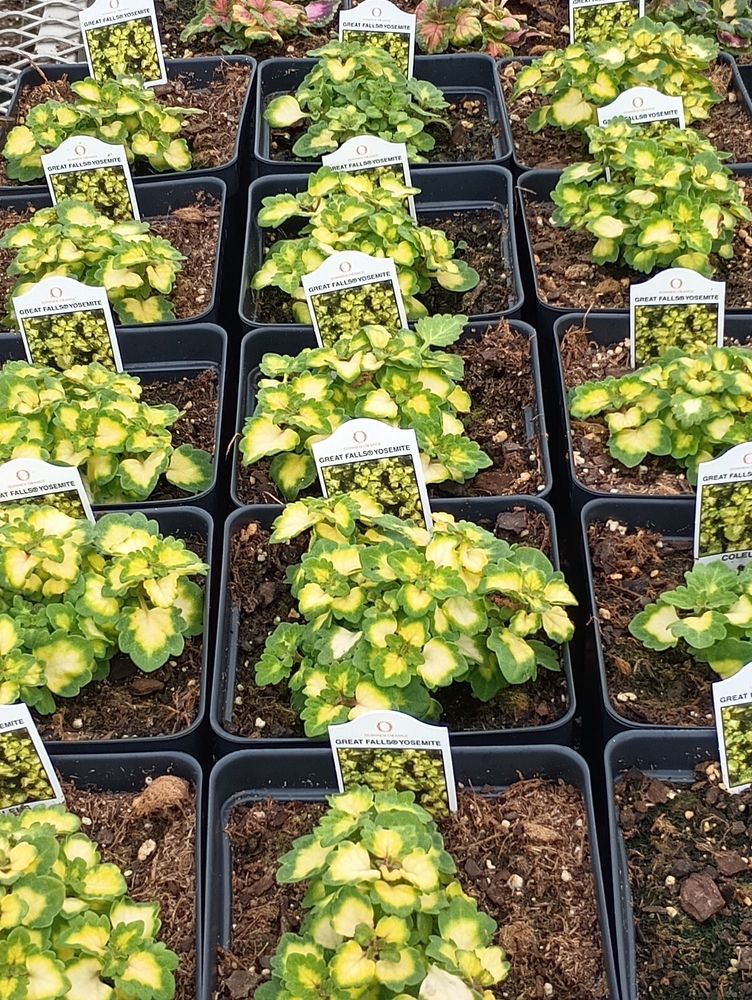 Theis Farm Market’s Evergreen Farm & Katie’s Garden Logo