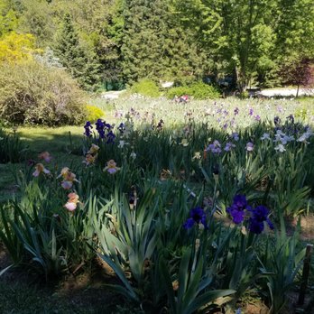 High Sierra Iris & Wedding Gardens - The colorful Iries hill. So beautiful. - Venues & Event Spaces Near Me - Camino, California High Sierra Iris & Wedding Gardens - The colorful Iries hill. So beautiful. - Venues & Event Spaces Near Me - Camino, California