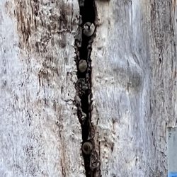 Sorosis Park - Sorosis Park - some chirping sweeties peeking out of their home