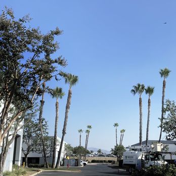 New Image Tree Care - Ontario Business Park large palm trees trimmed and small parking area trees trimmed - Tree Services Near Me - Corona, California