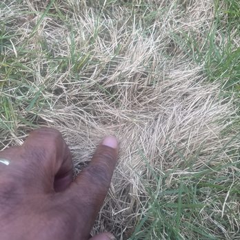 All Turf - Lawn Services Near Me - Loganville, Georgia