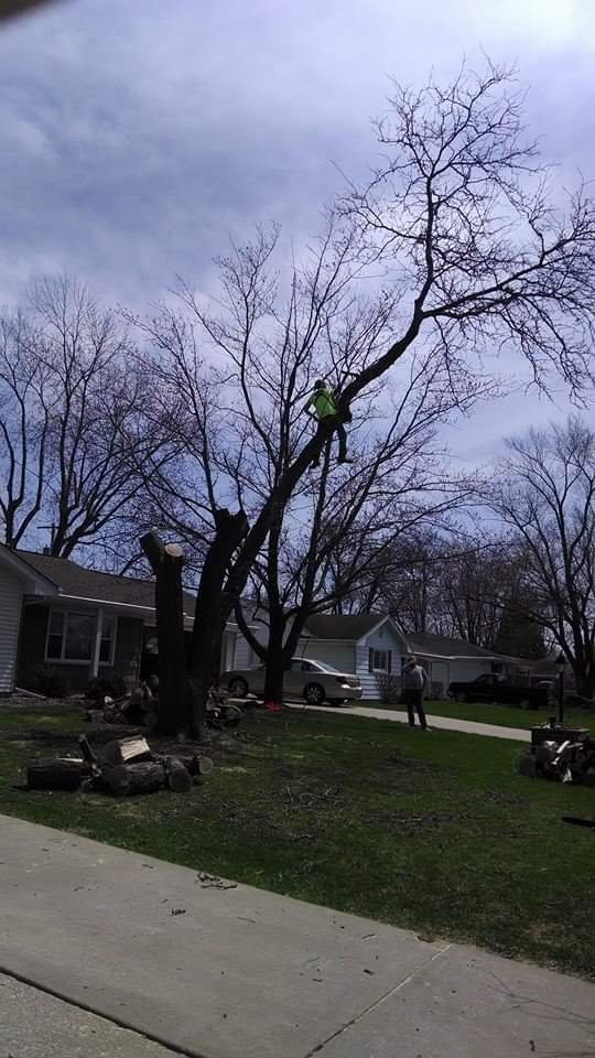 Davis Tree Service - tree service in Peoria, IL