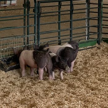 Alameda County Fair - Piggies 10/2021 - Festivals Near Me - Pleasanton, California