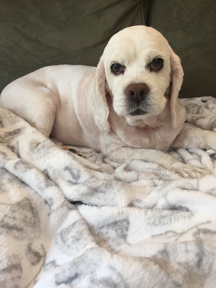 GROOMING BY GLENDA Updated August 2024 407 US Hwy 41 S, Inverness